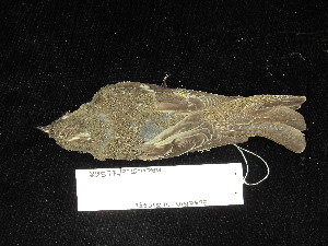  ( - MACN-Or-ct 11568)  @11 [ ] by-sa (2025) MACNBR - CONICET Museo Argentino de Ciencias Naturales "Bernardino Rivadavia"