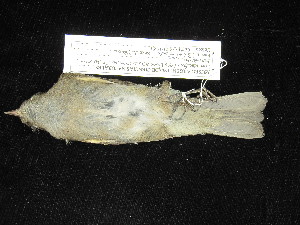  ( - MACN-Or-ct 11630)  @11 [ ] by-sa (2025) MACNBR - CONICET Museo Argentino de Ciencias Naturales "Bernardino Rivadavia"