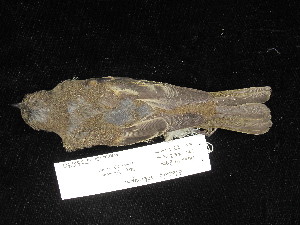  ( - MACN-Or-ct 11630)  @11 [ ] by-sa (2025) MACNBR - CONICET Museo Argentino de Ciencias Naturales "Bernardino Rivadavia"