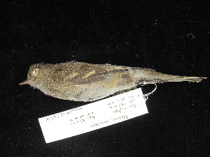  ( - MACN-Or-ct 11630)  @11 [ ] by-sa (2025) MACNBR - CONICET Museo Argentino de Ciencias Naturales "Bernardino Rivadavia"