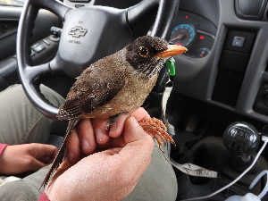  ( - MACN-Or-ct 12047)  @11 [ ] by-sa (23232323) P. Lavinia, A. Casale, E. Canio Museo Argentino de Ciencias Naturales "Bernardino Rivadavia"