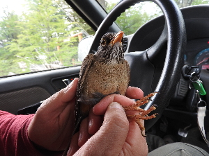 ( - MACN-Or-ct 12047)  @11 [ ] by-sa (23232323) P. Lavinia, A. Casale, E. Canio Museo Argentino de Ciencias Naturales "Bernardino Rivadavia"