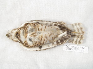  ( - MACN-Or-ct 12384)  @11 [ ] by-sa (2025) MACNBR - CONICET Museo Argentino de Ciencias Naturales "Bernardino Rivadavia"