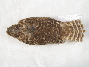  ( - MACN-Or-ct 12384)  @11 [ ] by-sa (2025) MACNBR - CONICET Museo Argentino de Ciencias Naturales "Bernardino Rivadavia"