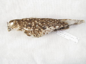  ( - MACN-Or-ct 12384)  @11 [ ] by-sa (2025) MACNBR - CONICET Museo Argentino de Ciencias Naturales "Bernardino Rivadavia"