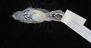  ( - MACN-Or-ct 1332)  @11 [ ] by-sa (2025) MACNBR - CONICET Museo Argentino de Ciencias Naturales "Bernardino Rivadavia"