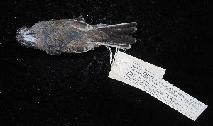  ( - MACN-Or-ct 1332)  @11 [ ] by-sa (2025) MACNBR - CONICET Museo Argentino de Ciencias Naturales "Bernardino Rivadavia"