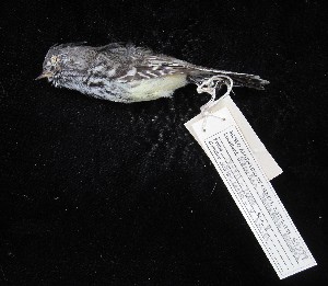  ( - MACN-Or-ct 1332)  @11 [ ] by-sa (2025) MACNBR - CONICET Museo Argentino de Ciencias Naturales "Bernardino Rivadavia"