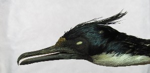  ( - MACN-Or-ct 1341.1)  @11 [ ] by-sa (2025) MACNBR - CONICET Museo Argentino de Ciencias Naturales "Bernardino Rivadavia"