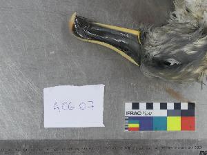  ( - MACN-Or-ct 9541)  @11 [ ] by-sa (17171717) Leandro Tamini Museo Argentino de Ciencias Naturales "Bernardino Rivadavia"
