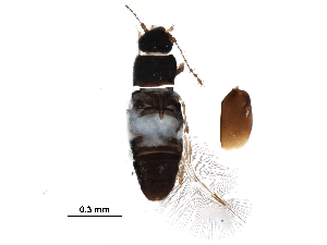  ( - BARS_2015_34_338)  @12 [ ] CreativeCommons - Attribution (2017) CBG Photography Group Centre for Biodiversity Genomics