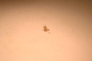  ( - IU-INHS-862969)  @11 [ ] c (2021) Jose Andres Cornell Univeristy- Department of Ecology and Evolutionary Biology
