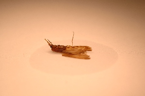  ( - IU-INHS-862977)  @11 [ ] c (2021) Jose Andres Cornell Univeristy- Department of Ecology and Evolutionary Biology
