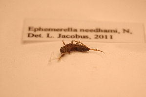  ( - IU-INHS-862623)  @11 [ ] c (2026) Jose Andres Cornell Univeristy- Department of Ecology and Evolutionary Biology