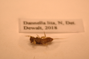  ( - IU-INHS-660051)  @11 [ ] c (2052) Jose Andres Cornell Univeristy- Department of Ecology and Evolutionary Biology