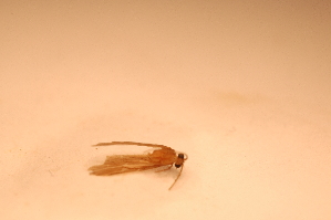  ( - IU-INHS-863161)  @11 [ ] c (2089) Jose Andres Cornell Univeristy- Department of Ecology and Evolutionary Biology