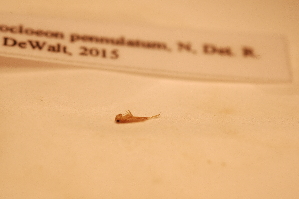  ( - IU-INHS-862168)  @11 [ ] c (2052) Jose Andres Cornell Univeristy- Department of Ecology and Evolutionary Biology