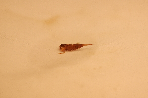  ( - IU-INHS-862171)  @11 [ ] c (2055) Jose Andres Cornell Univeristy- Department of Ecology and Evolutionary Biology