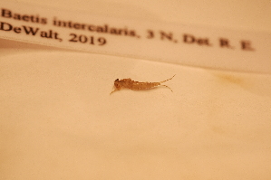  ( - IU-INHS-862176)  @11 [ ] c (2066) Jose Andres Cornell Univeristy- Department of Ecology and Evolutionary Biology