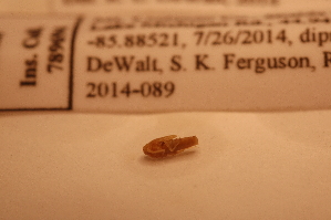  ( - IU-INHS-789694)  @11 [ ] c (2028) Jose Andres Cornell Univeristy- Department of Ecology and Evolutionary Biology