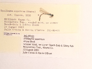  ( - UMMZI-MOS0029417)  @11 [ ] c (2021) Jose Andres Cornell Univeristy- Department of Ecology and Evolutionary Biology
