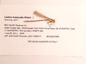  ( - UMMZI-MOS0031808)  @11 [ ] c (2021) Jose Andres Cornell Univeristy- Department of Ecology and Evolutionary Biology