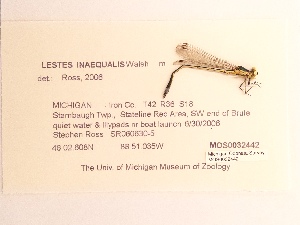  ( - UMMZI-MOS0032442)  @11 [ ] c (2021) Jose Andres Cornell Univeristy- Department of Ecology and Evolutionary Biology