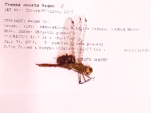  ( - UMMZI-MOS0034065)  @11 [ ] c (2021) Jose Andres Cornell Univeristy- Department of Ecology and Evolutionary Biology