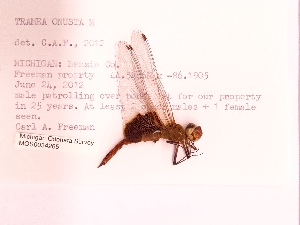  ( - UMMZI-MOS0034265)  @11 [ ] c (2021) Jose Andres Cornell Univeristy- Department of Ecology and Evolutionary Biology
