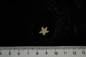  ( - JR275_822.3)  @12 [ ] CreativeCommons - Attribution Non-Commercial Share-Alike (2012) Huw Griffiths British Antarctic Survey