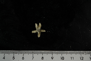  ( - JR275_708.4)  @12 [ ] CreativeCommons - Attribution Non-Commercial Share-Alike (2012) Huw Griffiths British Antarctic Survey