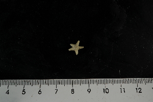  ( - JR275_888.2)  @12 [ ] CreativeCommons - Attribution Non-Commercial Share-Alike (2012) Huw Griffiths British Antarctic Survey