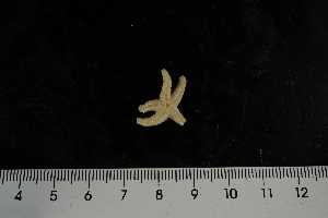  (Henricia sp - JR275_888.3)  @13 [ ] CreativeCommons - Attribution Non-Commercial Share-Alike (2012) Huw Griffiths British Antarctic Survey