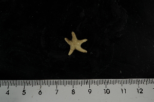  ( - JR275_888.4)  @12 [ ] CreativeCommons - Attribution Non-Commercial Share-Alike (2012) Huw Griffiths British Antarctic Survey