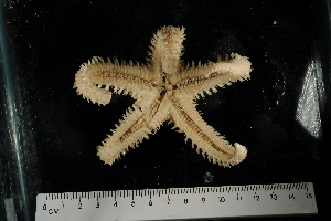  ( - JR275_1478.2)  @11 [ ] CreativeCommons - Attribution Non-Commercial Share-Alike (2012) Huw Griffiths British Antarctic Survey