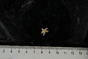  ( - JR275_1602.5)  @11 [ ] CreativeCommons - Attribution Non-Commercial Share-Alike (2012) Huw Griffiths British Antarctic Survey