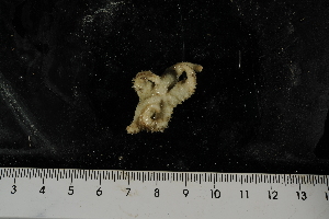  ( - JR275_766.1)  @12 [ ] CreativeCommons - Attribution Non-Commercial Share-Alike (2012) Huw Griffiths British Antarctic Survey