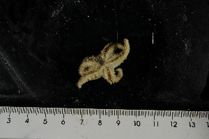  ( - JR275_766.1)  @12 [ ] CreativeCommons - Attribution Non-Commercial Share-Alike (2012) Huw Griffiths British Antarctic Survey
