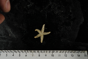  ( - JR275_526.7)  @11 [ ] CreativeCommons - Attribution Non-Commercial Share-Alike (2012) Huw Griffiths British Antarctic Survey
