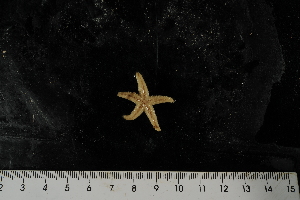  ( - JR275_526.7)  @11 [ ] CreativeCommons - Attribution Non-Commercial Share-Alike (2012) Huw Griffiths British Antarctic Survey