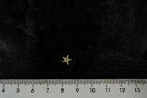  ( - JR275_526.15)  @13 [ ] CreativeCommons - Attribution Non-Commercial Share-Alike (2012) Huw Griffiths British Antarctic Survey