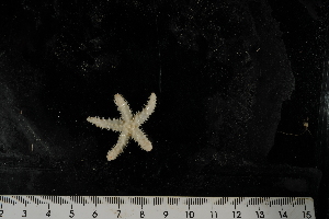  ( - JR275_1240.5)  @13 [ ] CreativeCommons - Attribution Non-Commercial Share-Alike (2012) Huw Griffiths British Antarctic Survey