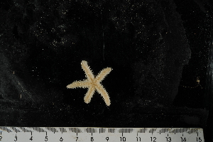  ( - JR275_1240.5)  @12 [ ] CreativeCommons - Attribution Non-Commercial Share-Alike (2012) Huw Griffiths British Antarctic Survey