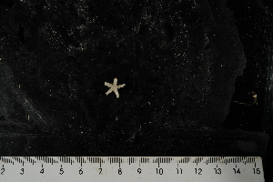  ( - JR275_1240.17)  @11 [ ] CreativeCommons - Attribution Non-Commercial Share-Alike (2012) Huw Griffiths British Antarctic Survey