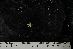  ( - JR275_1240.17)  @11 [ ] CreativeCommons - Attribution Non-Commercial Share-Alike (2012) Huw Griffiths British Antarctic Survey