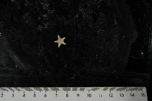  ( - JR275_1240.19)  @11 [ ] CreativeCommons - Attribution Non-Commercial Share-Alike (2012) Huw Griffiths British Antarctic Survey