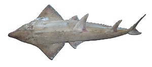  (Rhynchobatidae - BKKP23)  @14 [ ] CreativeCommons - Attribution Non-Commercial Share-Alike (2011) K K Bineesh Central Marine Fisheries Research Institute