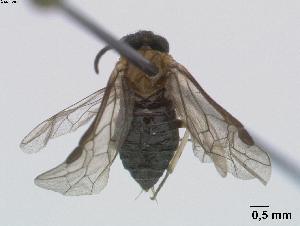  (Eutomostethus ephippium vopiscus - DEI-GISHym4846)  @13 [ ] Copyright (2011) Senckenberg DEI Senckenberg DEI