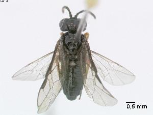  ( - DEI-GISHym4847)  @13 [ ] Copyright (2011) Senckenberg DEI Senckenberg DEI