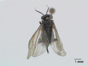  (Pleroneura coniferarum - DEI-GISHym0050)  @13 [ ] Copyright (2010) Senckenberg Deutsches Entomologisches Institut Senckenberg Deutsches Entomologisches Institut